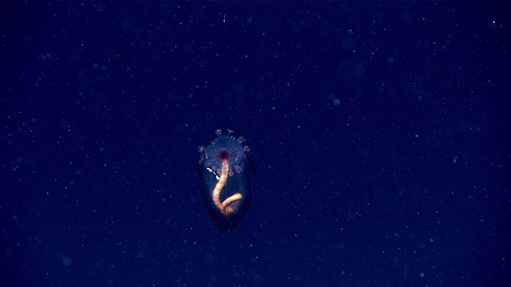 This sea cucumber was seen during Dive 11 of the 2019 Southeastern U.S. Deep-sea Exploration while we conducted the deepest dive of the expedition on a site about 65 kilometers (40 miles) southeast of Key West, Florida.