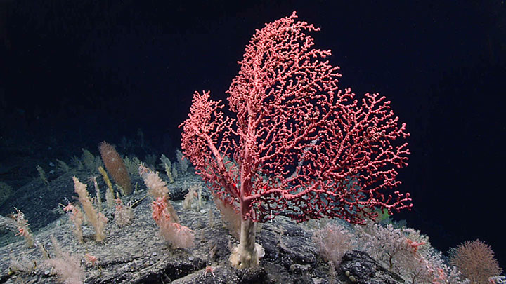 This large bubblegum coral (Paragorgia arborea) was observed during Dive 19 of the 2021 North Atlantic Stepping Stones expedition.