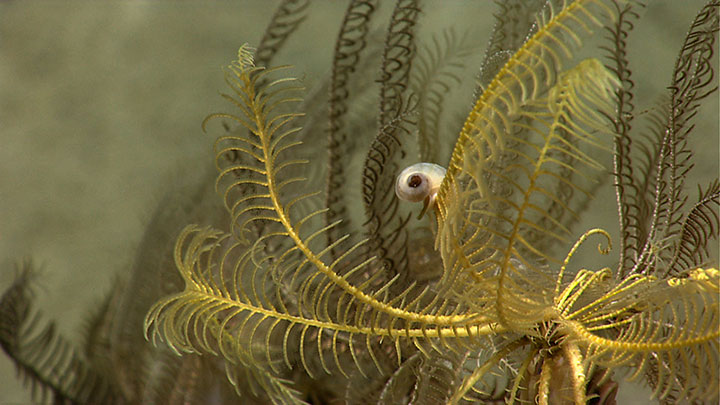 The crinoids in turn were serving as habitat for a variety of organisms, including a squat lobster and a small gastropod (snail), visible in this image.