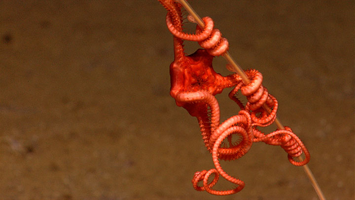 This lone brittlestar was observed wrapped around the stalk of a golden coral at 1,789 meters (5,869 feet) depth on 'Site G,' explored during the INDEX 2010: “Indonesia-USA Deep-Sea Exploration of the Sangihe Talaud Region” expedition.