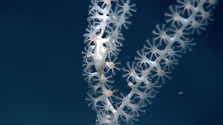 This bamboo coral (family Isididae) was observed at a depth of 2,491 meters (1.55 miles) during a 2021 North Atlantic Stepping Stones dive to explore a previously unexplored seamount the expedition team dubbed Hopscotch Seamount, as its exploration brought us just south of the Corner Rise Seamounts initially targeted for exploration on this expedition.