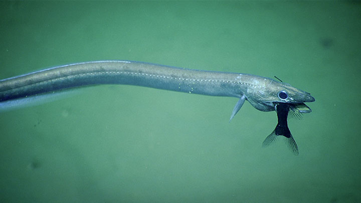 This synaphobranchid eel was documented preying on a fish during a Windows to the Deep 2019 dive to explore a south-facing wall of Washington Canyon off the coast of Virginia.