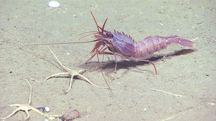 This heavily armored caridean shrimp was seen during one such dive, while exploring in Toms Canyon during the 2021 ROV Shakedown.