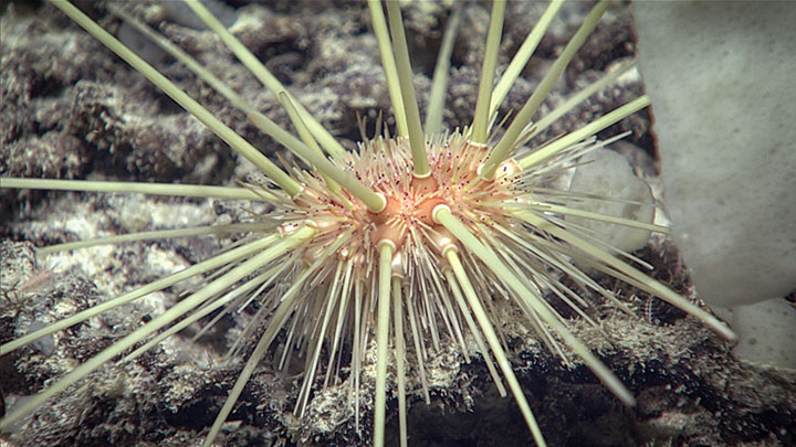 Seen while exploring a mound off the coast of Florida in the Stetson-Miami Terrace Deepwater Coral Habitat Area of Particular Concern in the Blake Plateau region during the 2019 Southeastern U.S. Deep-sea Exploration, this pencil sea urchin is a good representation of the sea urchins observed in this region.