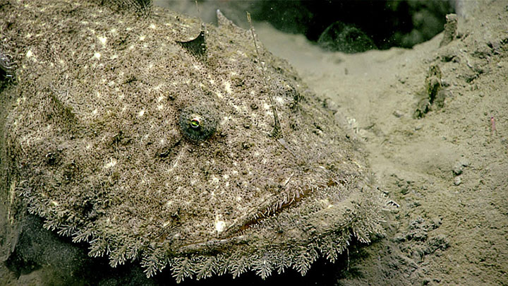 This monkfish was hard to spot camouflaged against the seafloor at 861 meters (2.825 feet) depth during a Windows to the Deep 2019 dive to explore the south-facing wall of Washington Canyon off the coast of Virginia.