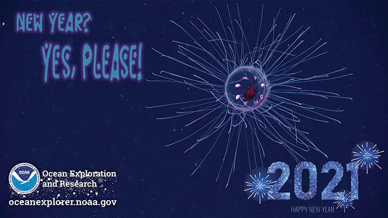 New Year's Jellyfish