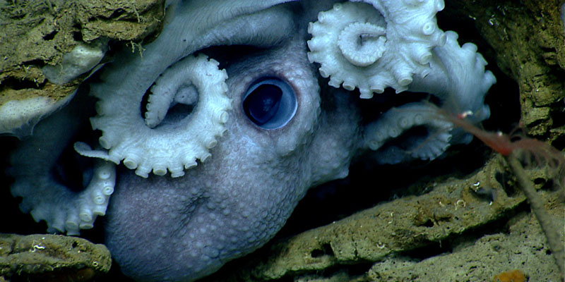 Octopus Friday Image Gallery