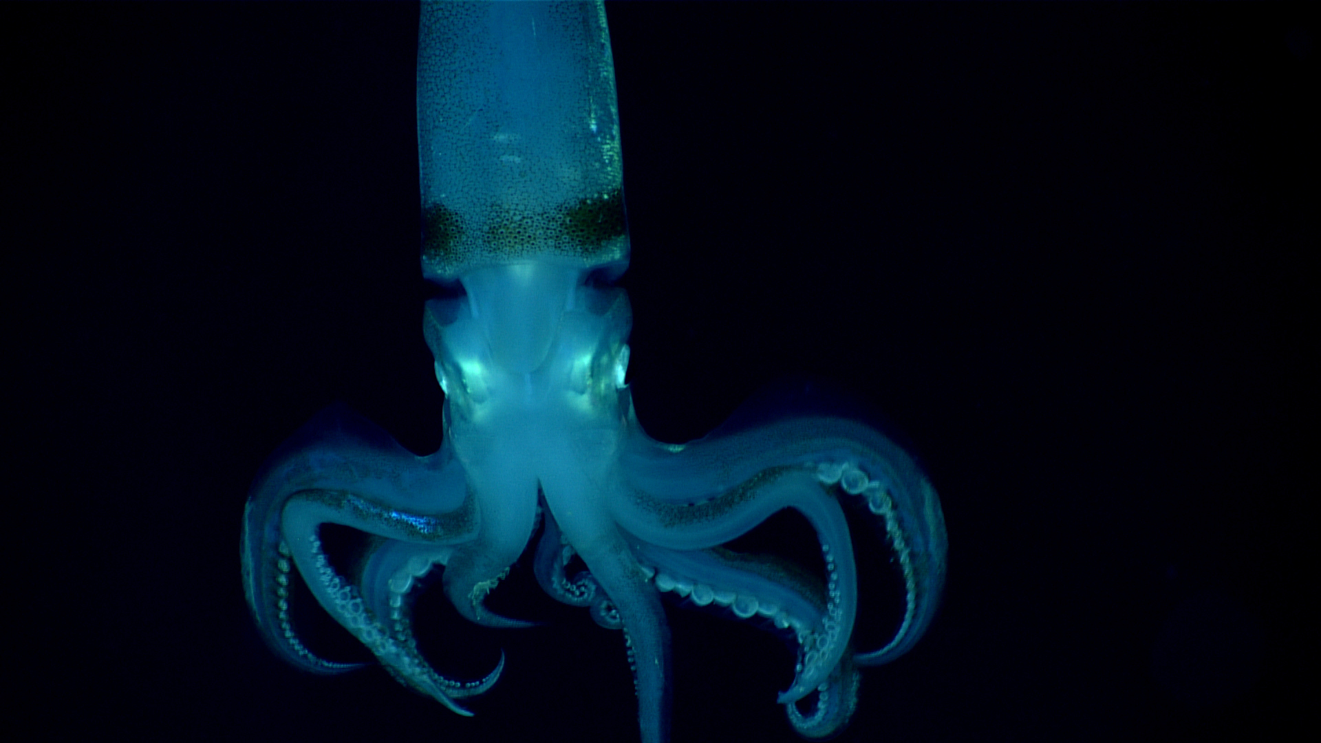 It’s October! Time for all things spooky. In addition to enjoying a new haunting ocean find each day on this page, “treat” yourself by dressing up your desktop with our newest desktop wallpaper, featuring this eerie squid seen during the third Voyage to the Ridge 2022 expedition. Download it here so that you can gaze at its spookalicious glory each time you log into your computer!