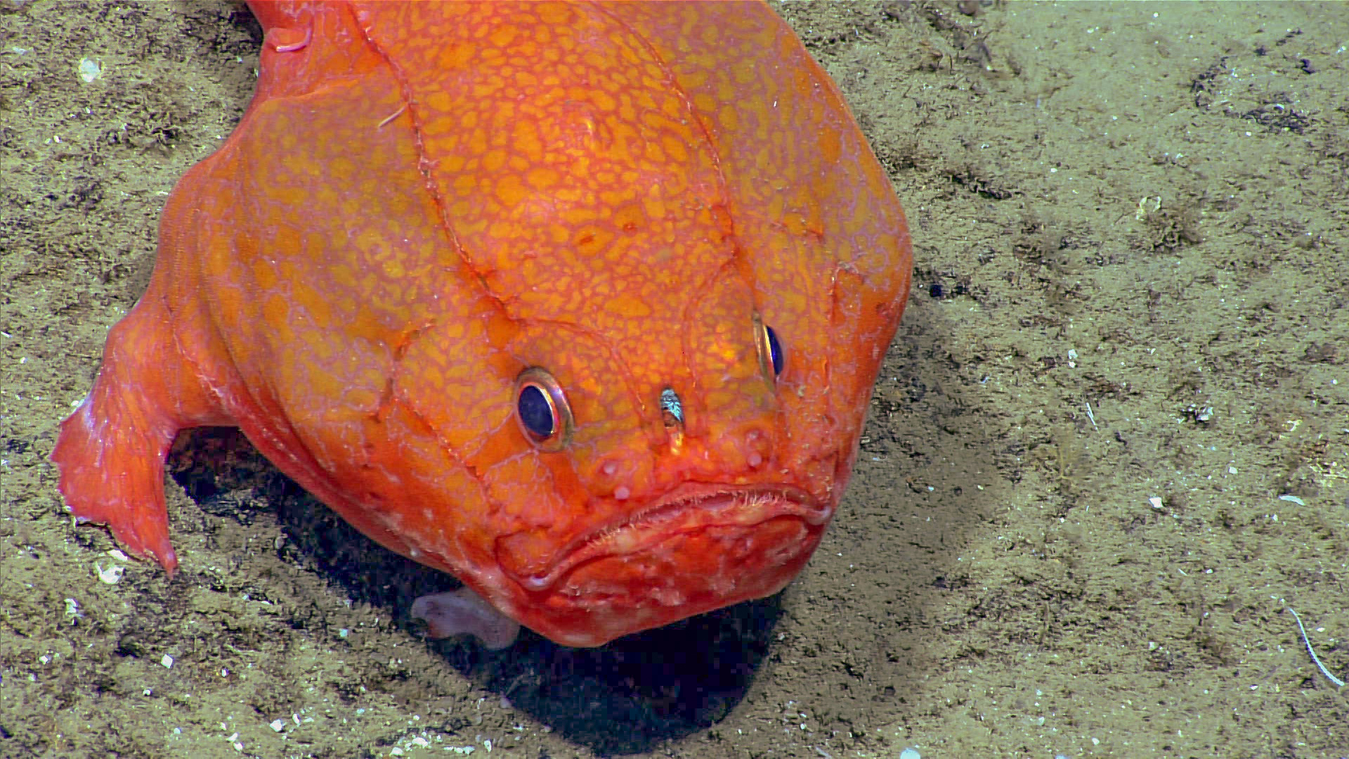 This toadfish was seen during Dive 05 of the third Voyage to the Ridge 2022 expedition.