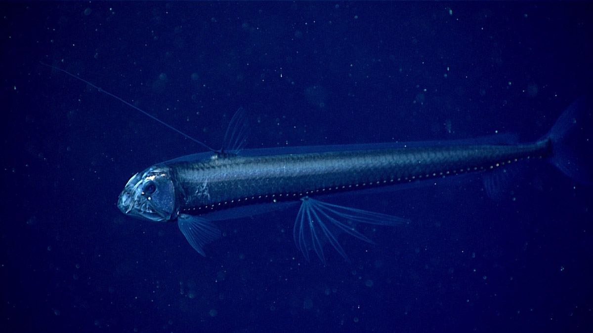 This viperfish, imaged during the 700-meter (2,297-foot) transect to explore the water column above Hydrographer Canyon during Dive 20 of the 2021 North Atlantic Stepping Stones expedition, was a highlight from the expedition for NOAA Hollings Scholar Quinn Girasek.