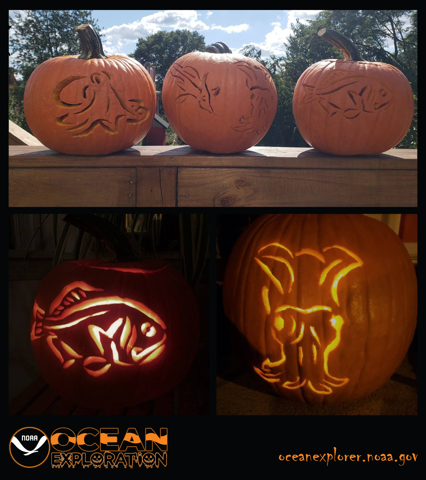 This Halloween, trick or treat yourself with some fun ocean-themed pumpkin carving templates! From a spooktacular sea star to a ghost shark, you’re sure to find something to carve that will have you thinking, "life is gourd."
