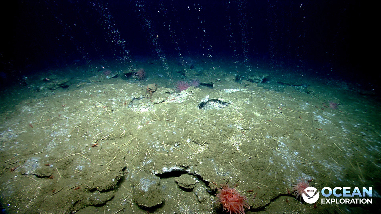 Did you know that cold seeps occur where highly saline and hydrocarbon-rich fluids, such as methane and sulfides, escape from the seafloor at close to ambient temperatures?