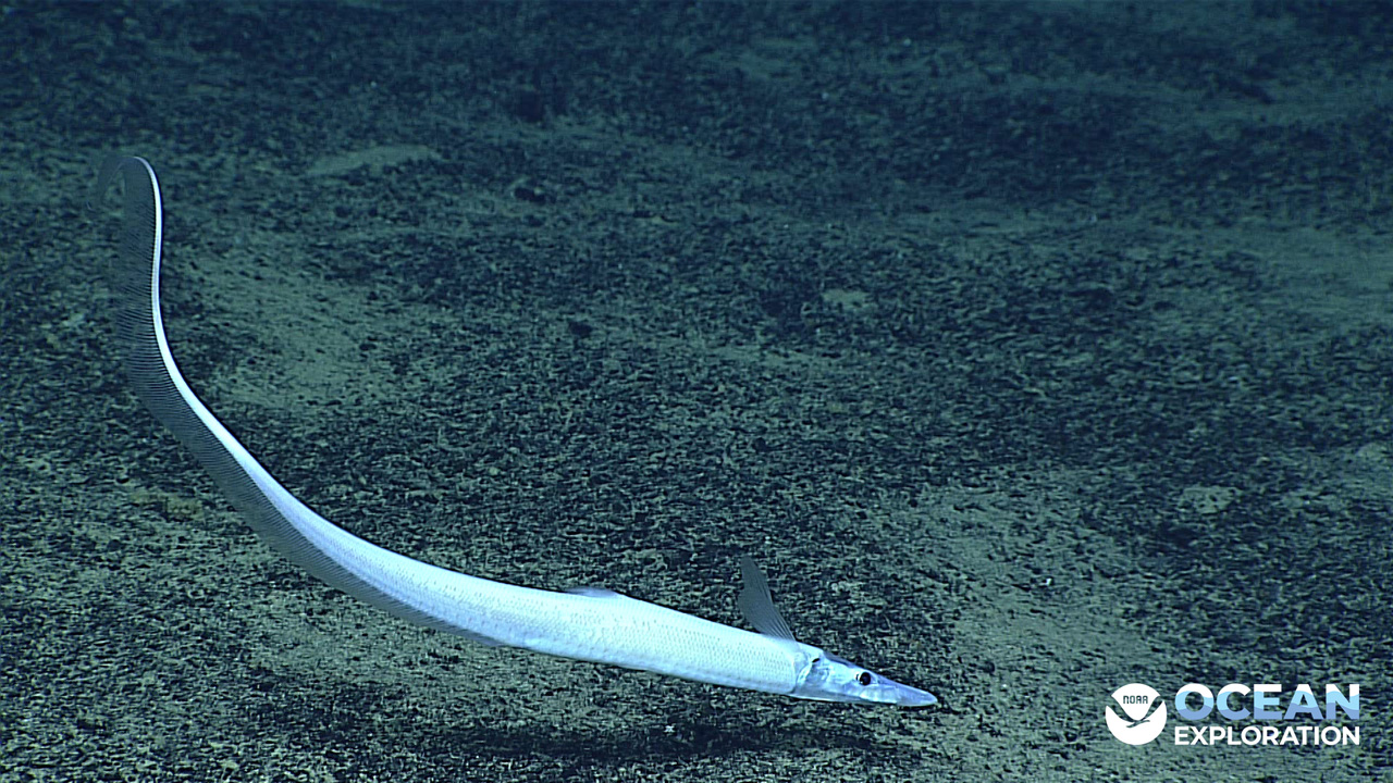 Did you know that at ocean depths below 4,000 - 6,000 meters (2.5 - 3.6 miles), pale white or colorless fishes are the norm, and at the greatest depth where fish live, most species are pale white?