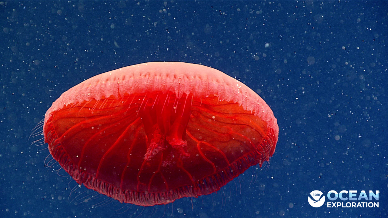 Did you know that Red light does no reach ocean depths, so deep-sea animals that are red actually appear black and thus are less visible to predators and prey?