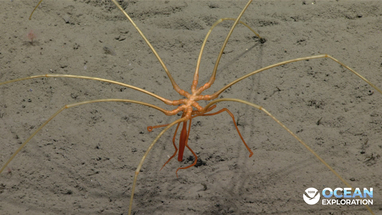 Did you know that despite their common name, sea spiders are not actually true spiders?
