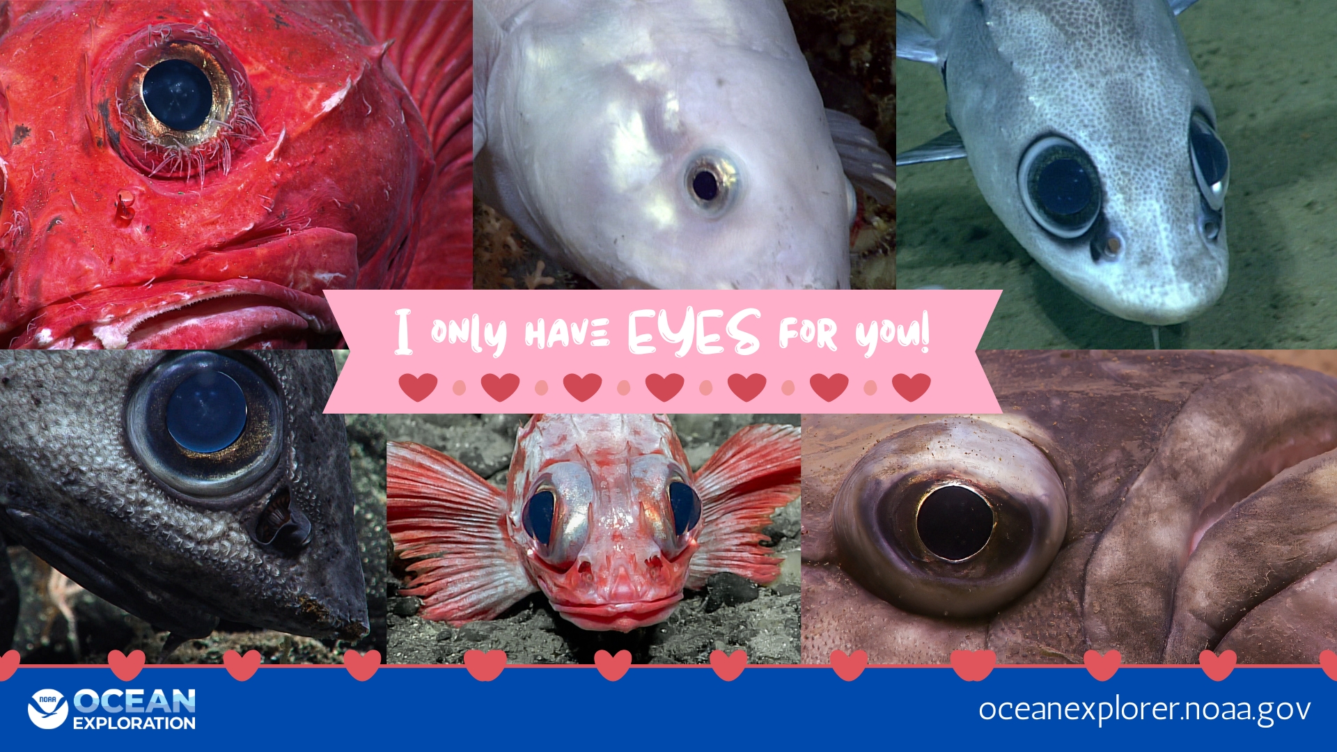 Text: I only have eyes for you! Images of fish eyes