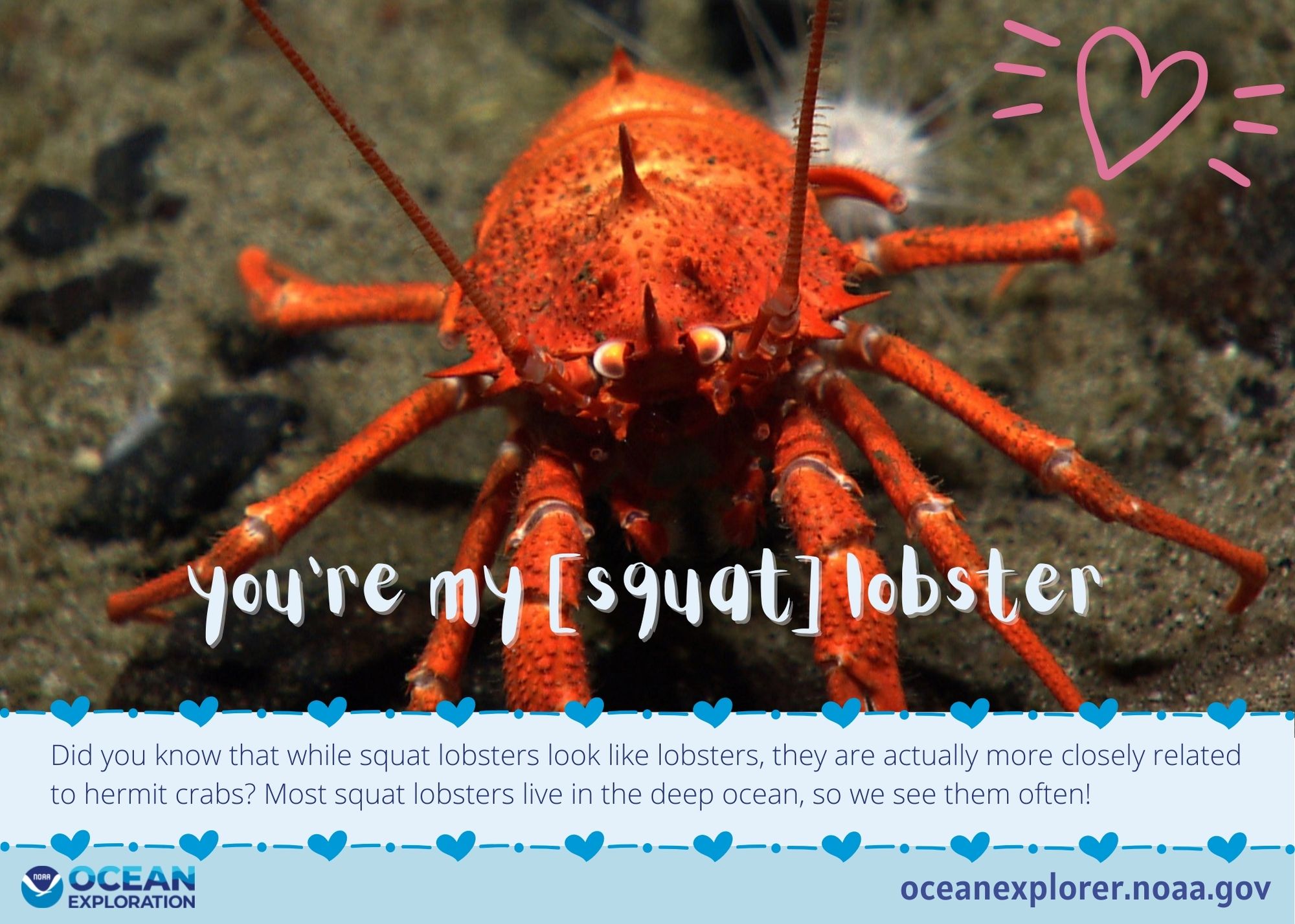 You're my squat lobster