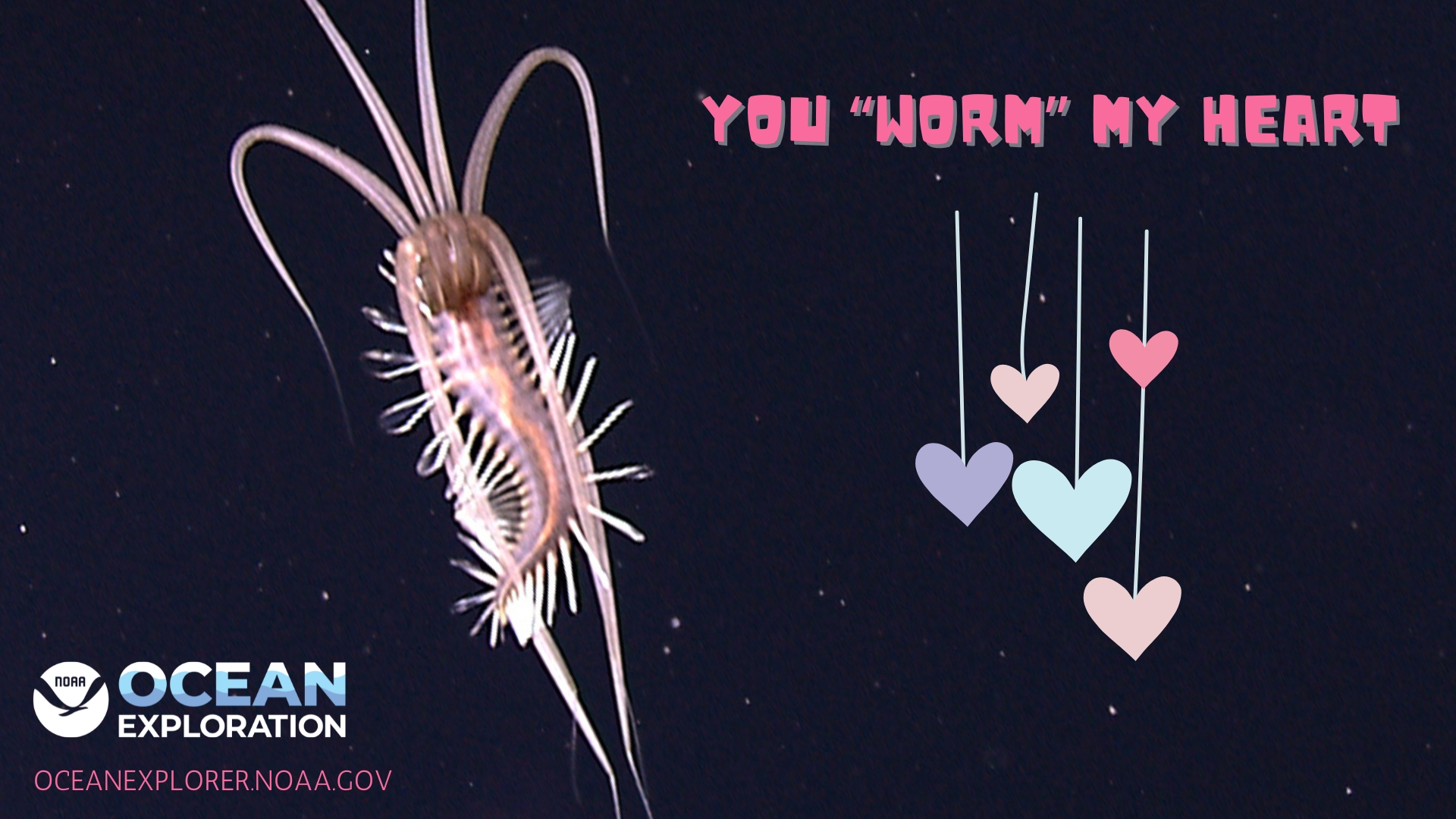 Text: You worm my heart! Image of a polchaete worm