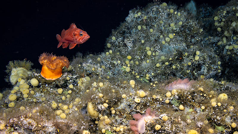 A red rockfish swims over basalt boulders covered in encrusting sponges and other invertebrates. A bright orange anemone can be seen to the left and two large, pink nudibranchs can be seen to the right. This scene was observed at the peak of a ridge on Surveyor Seamount during Dive 05 of the Seascape Alaska 5 expedition.