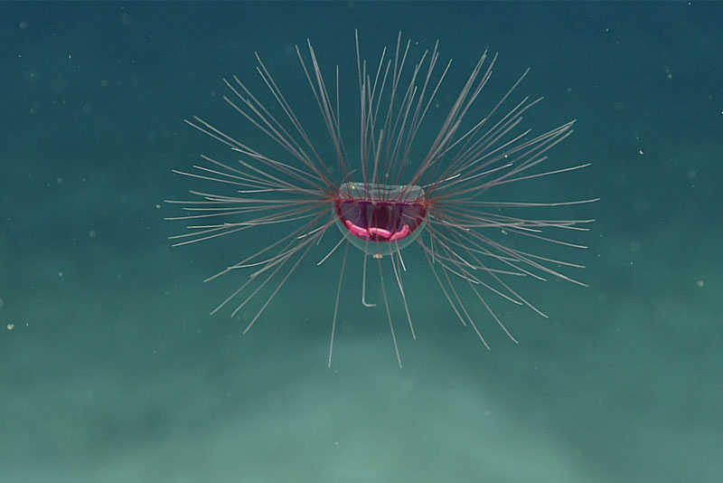 This Rhopalonematid jelly (Crossota millsae) was observed at a depth of 1,015 meters (3,330 feet), the upper edge of the midnight (bathypelagic) zone. Known from both the Atlantic and the Pacific, jellies similar to this have been found not too far from the seafloor, suggesting a linkage between the ocean bottom (benthos) and the water column.