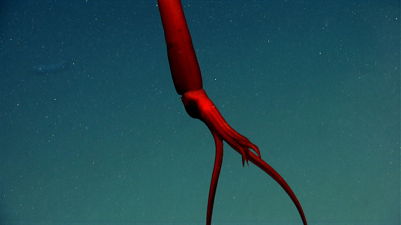 A whiplash (Mastigoteuthis) squid waits in the water column while hunting in Phoenix Canyon..
