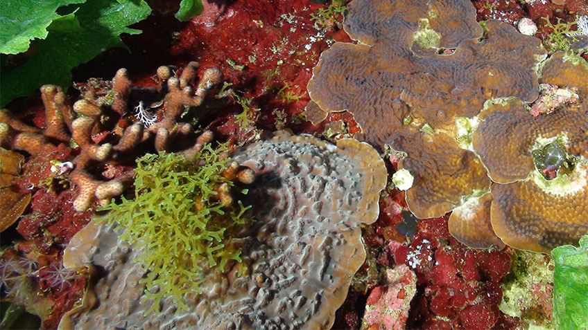 Example of corals and algae found on Pulley Ridge: The plate corals Leptoseris cucullata (foreground) and Agaricia fragilis; the finger coral Madracis sp.; the leafy green algae Anadyomene menziesii; and the branching algae Dictyota sp. Image courtesy of Mike Echevarria, Florida Aquarium.