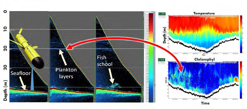 Glider-based echosounder water column biomass and water column variables simultaneously collected in coastal Florida waters. (a) Three consecutive glider descent echograms illustrating high-resolution plankton layers and fish aggregations in the water column. (b) Time-series plots of temperature and fluorescence plotted over a two-week deployment. Comparing results of the acoustic biomass with other sensors increases understanding of fish and zooplankton dynamics and demonstrates the utility of combined sensor packages.