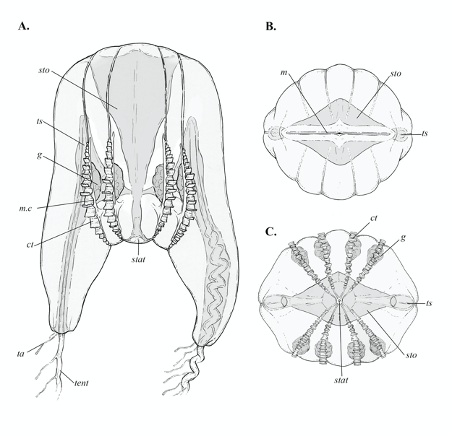 Illustrations depicting the morphological characteristics of the newly discovered comb jelly.