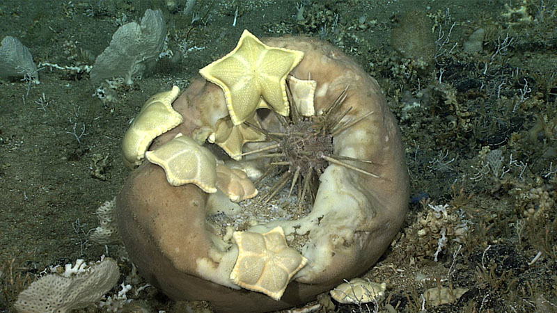Eight “cookie stars” (Peltaster placenta and Plinthaster dentatus) and a sea urchin (Cidaris rugosa) were seen feeding on a large barrel sponge (Geodia) off the coast of South Carolina during the Windows to the Deep 2019 expedition.