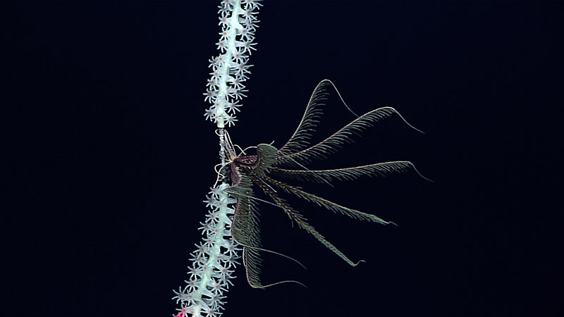 This feather star (unstalked crinoid) was seen attached to a coral during a March 11, 2016, dive on what has since been named Okeanos Explorer Seamount. Seamounts are oases of life. With structure for animals to settle and live on and currents supplying food and nutrients, seamount biodiversity (variety of life) is often high.