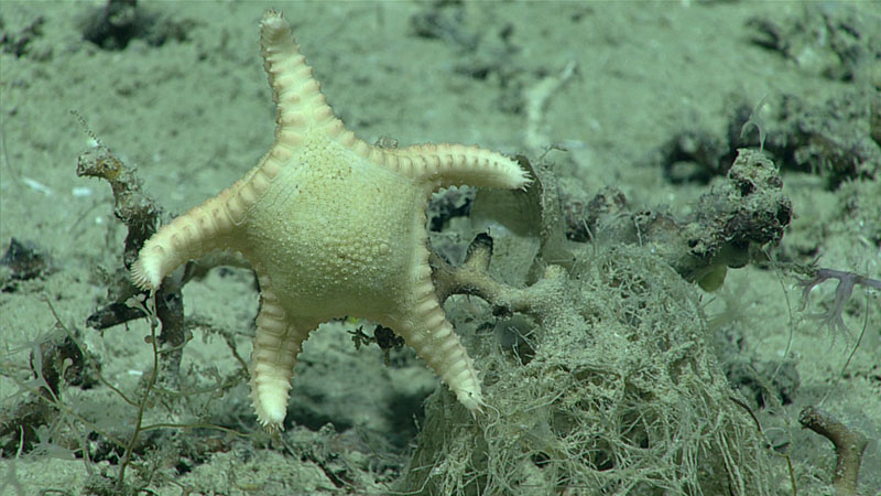 This sea star (Floriaster maya) was seen alive (and feeding) for the first time near Florida’s Dry Tortugas in the Gulf of Mexico during the 2019 Southeastern U.S. Deep-sea Exploration.