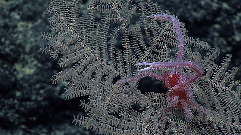 Collected at 1,529 meters (5,016 feet) on Hutchinson Seamount, South of Johnston Atoll, Umbellapathes litocrada got its name from the Greek “litos” meaning “simple” and “crada” meaning “branch.” The spiny squat lobster is likely also a new species, but a sample has yet to be collected.