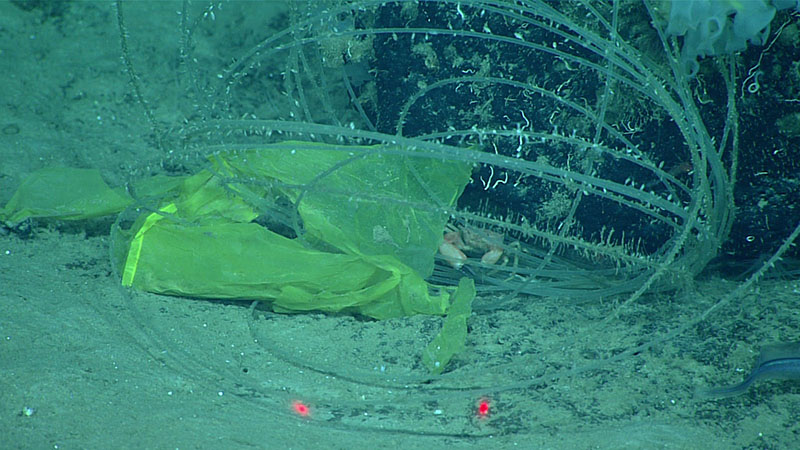 A plastic bag and fishing line providing shelter for a crab and substrate for cirripeds (barnacles) at 791 meters (2,595 feet) off the main Hawaiian Islands.