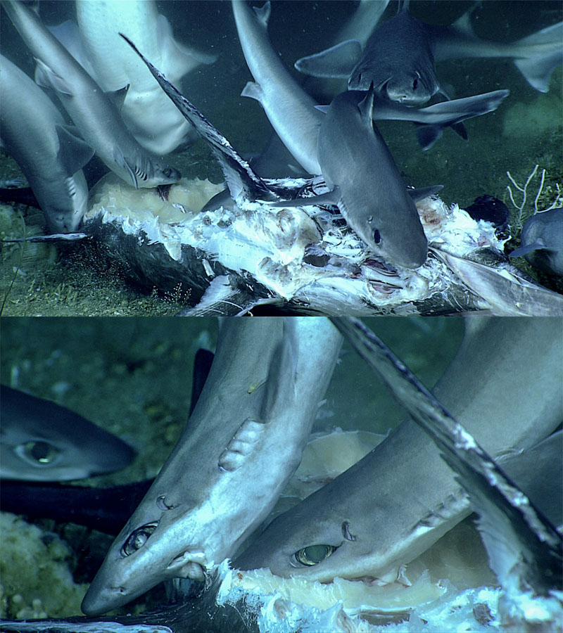At least 11 dogfish sharks were observed feeding on this recently deceased Atlantic swordfish.