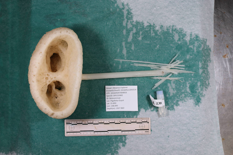 Like all biologic samples collected during <em>Okeanos Explorer</em> expeditions, the “E.T. sponge” collected in 2016 was archived in the collections of the National Museum of Natural History, Smithsonian Institution. In this image of the collected sample, the two holes of the sponge that give it an alien appearance are clearly visible.