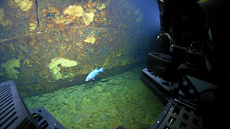 Close inspection of the shipwreck explored during Dive 02 of Windows to the Deep 2021 showed that the seams along the hull lacked rivets and were welded together, which is consistent with the construction of mid-1940s tankers like SS Bloody Marsh.