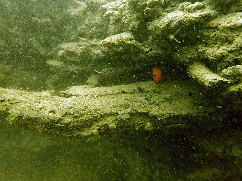 A brightly colored fish hiding within the wood.