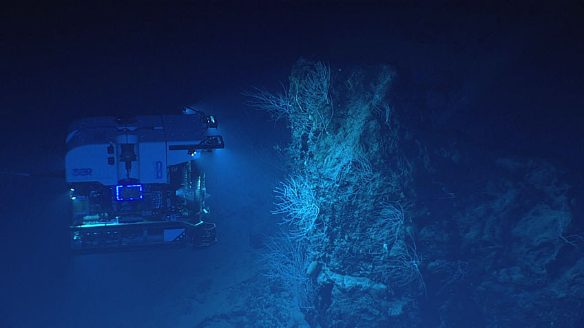 Remotely operated vehicle Deep Discoverer surveys a large boulder covered in bamboo corals during the 2021 North Atlantic Stepping Stones expedition.