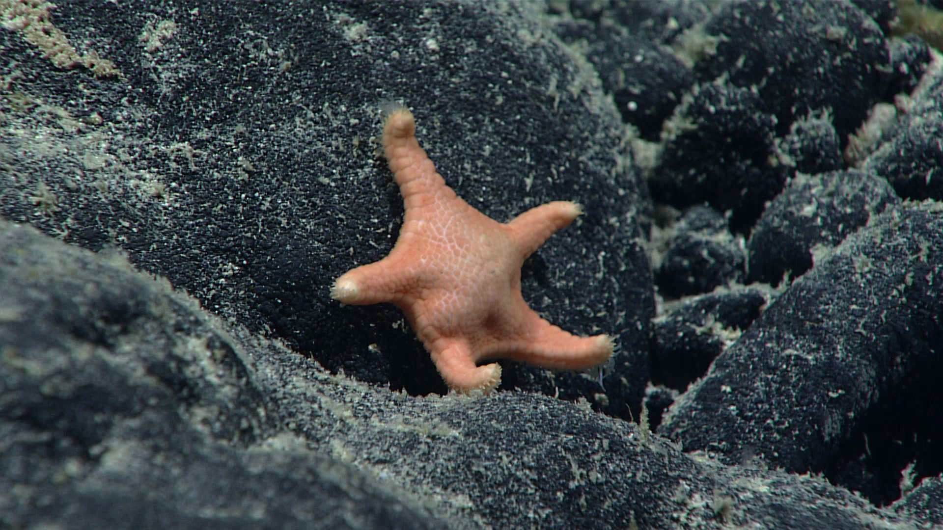 Sea stars  Discover Animals