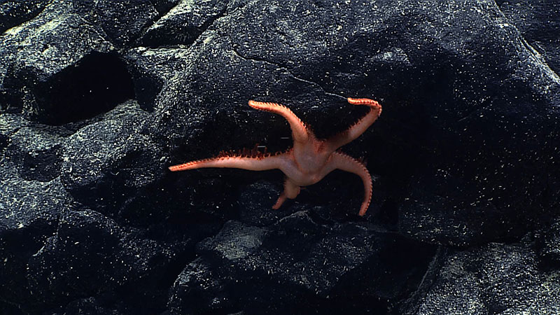 Heligmaster kanaloa represents a new genus and species of sea stars in the rarely encountered family Myxasteridae. Its name honors Kanaloa, the Hawaiian god of the ocean. This particular H. kanaloa was seen at a depth of 2,655 meters (1.6 miles) on McAll Seamount in the Hawaiian Islands. A second Heligmaster species was described based on a sample collected during an expedition on Exploration Vessel Nautilus. Heligmaster pele honors the Hawaiian god of volcanoes.