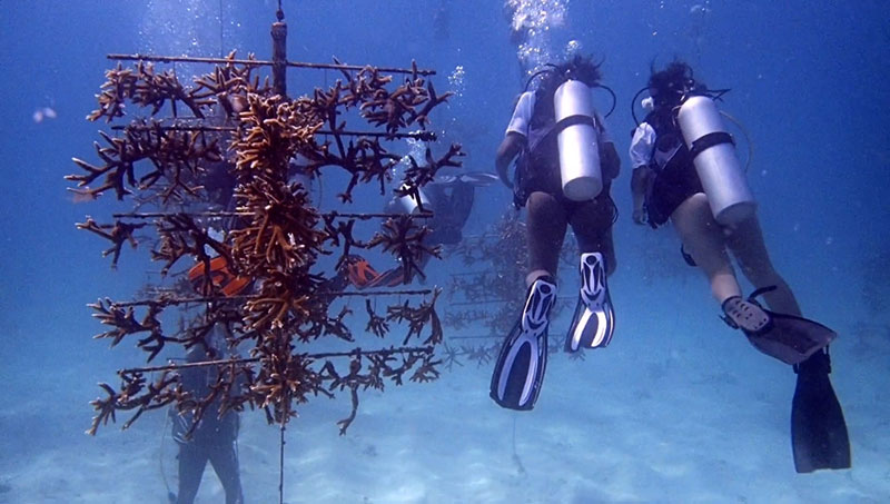 Students dive past underwater coral trees with the Rescue a Reef coral conservation program. As part of the Black in Marine Science Immersion Program, students outplanted coral fragments from these coral nurseries to help restore coral reefs.