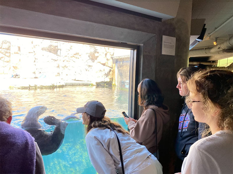 Teachers explored exhibits at the Monterey Bay Aquarium to learn about California marine sanctuaries and animals that reside in the kept forest, including this sea otter.