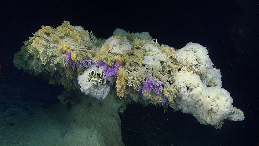 Students from a marine biology course at SUNY Geneseo analyzed footage collected during a dive at Jarvis Island within the Pacific Remote Islands Marine National Monument in 2017. This unusual umbrella-shaped pillar feature, covered in deep-sea corals and sponges, was observed during the dive.