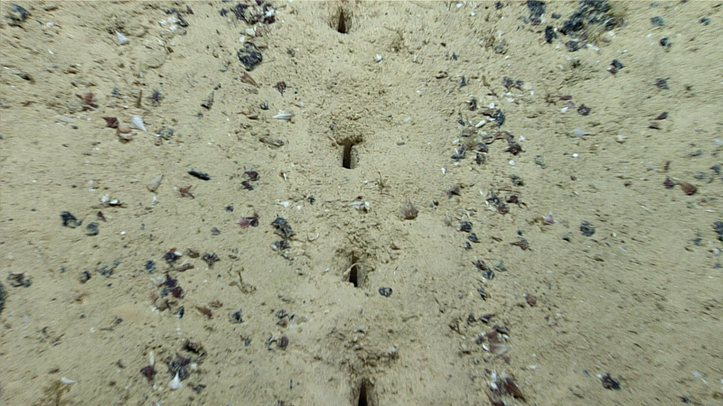 A close look at the sublinear sets of holes in the sediment observed during Dive 04 of the second Voyage to the Ridge 2022 expedition. These holes have been previously reported from the region, but their origin remains a mystery.