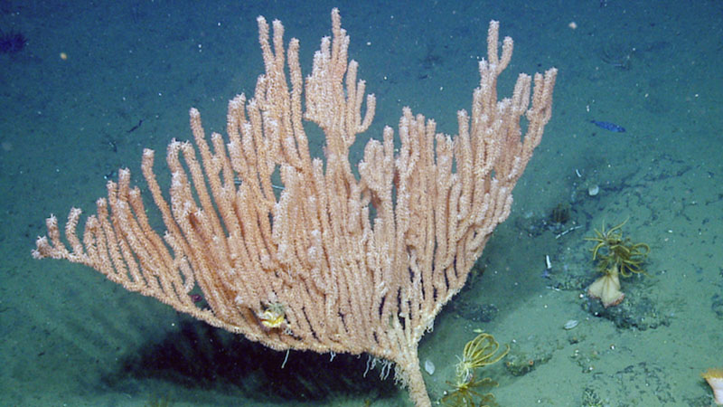Bamboo coral seen off the Oregon coast during a 2016 expedition on Exploration Vessel Nautilus.