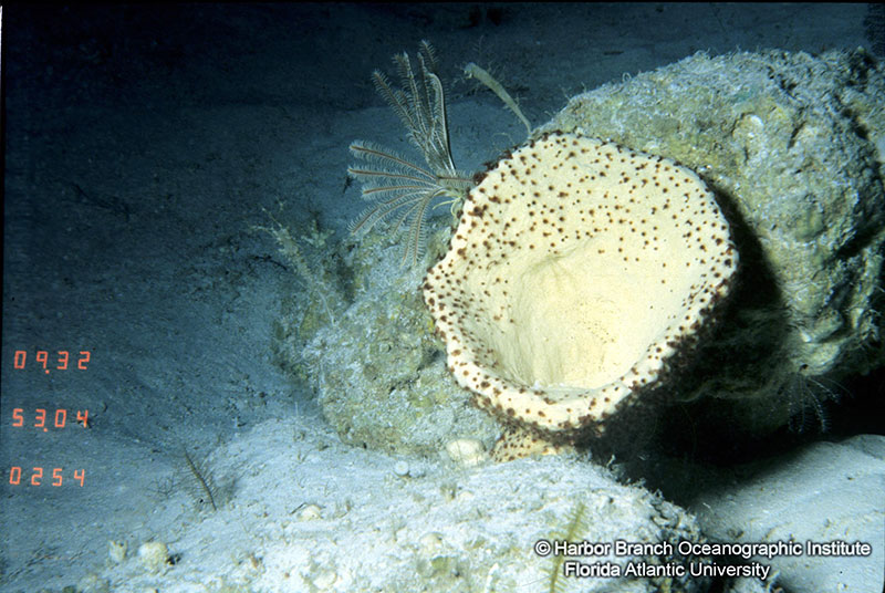 A marine sponge from a habitat off Puerto Rico.