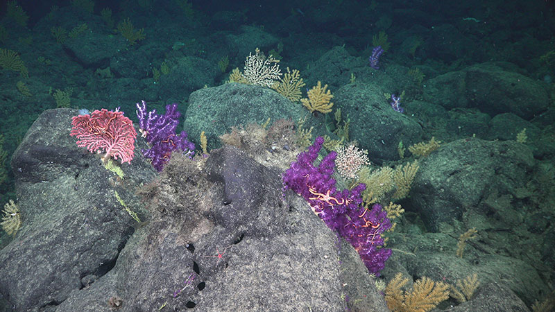 Deep-sea corals on San Juan Seamount off the coast of Southern California.