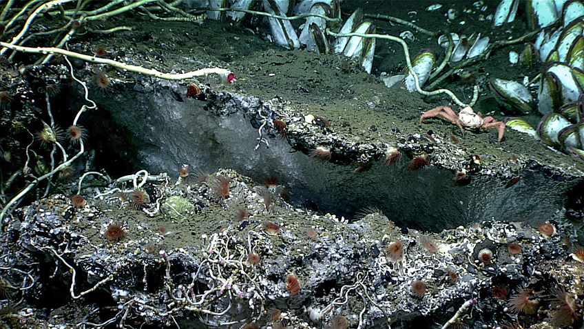Underwater marine life with anemones, clams, and a crab on rocky surfaces.