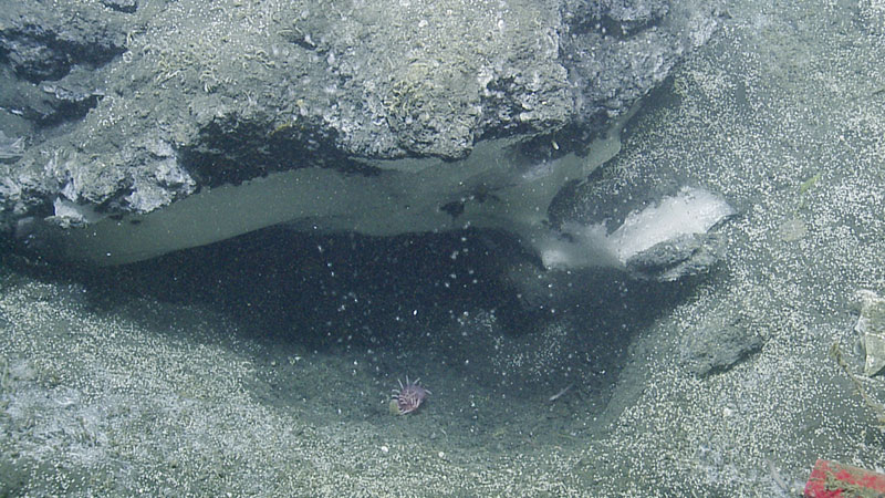 A methane seep with two forms of methane — gas (bubbles) and solid (hydrate, methane frozen in water) seen in Astoria Canyon off the Oregon coast during a 2016 expedition on Exploration Vessel Nautilus.