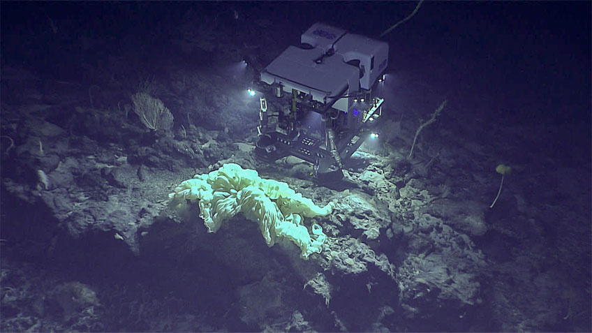 Remotely operated vehicle over rocks and coral